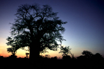 Baobob - Africa